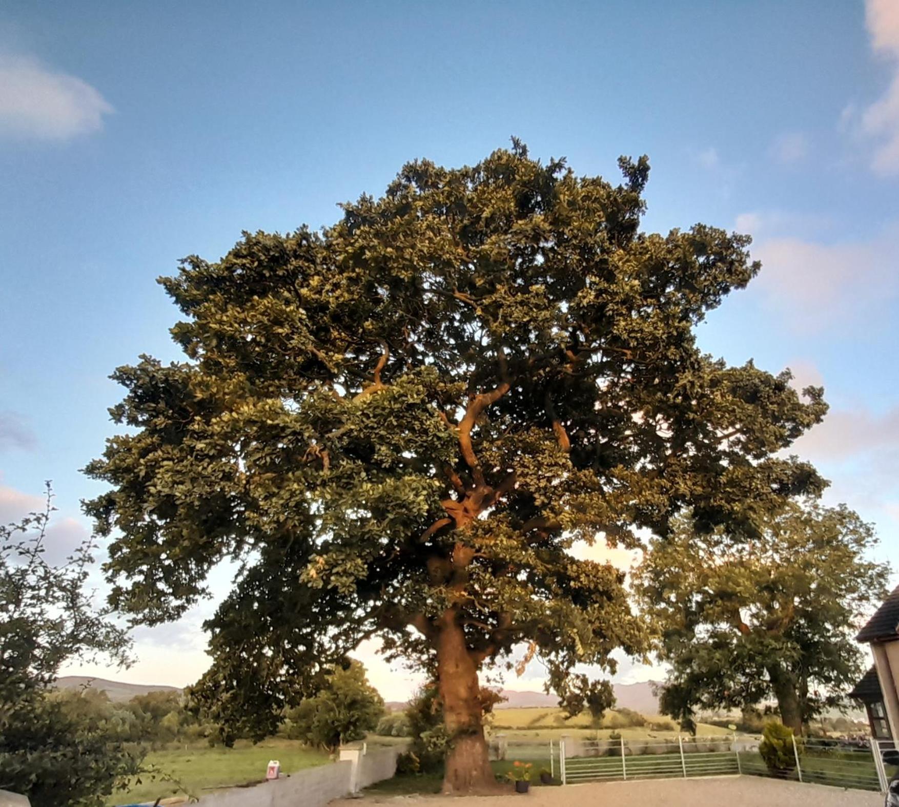 Villa Oaktree Manor Castlewellan Esterno foto