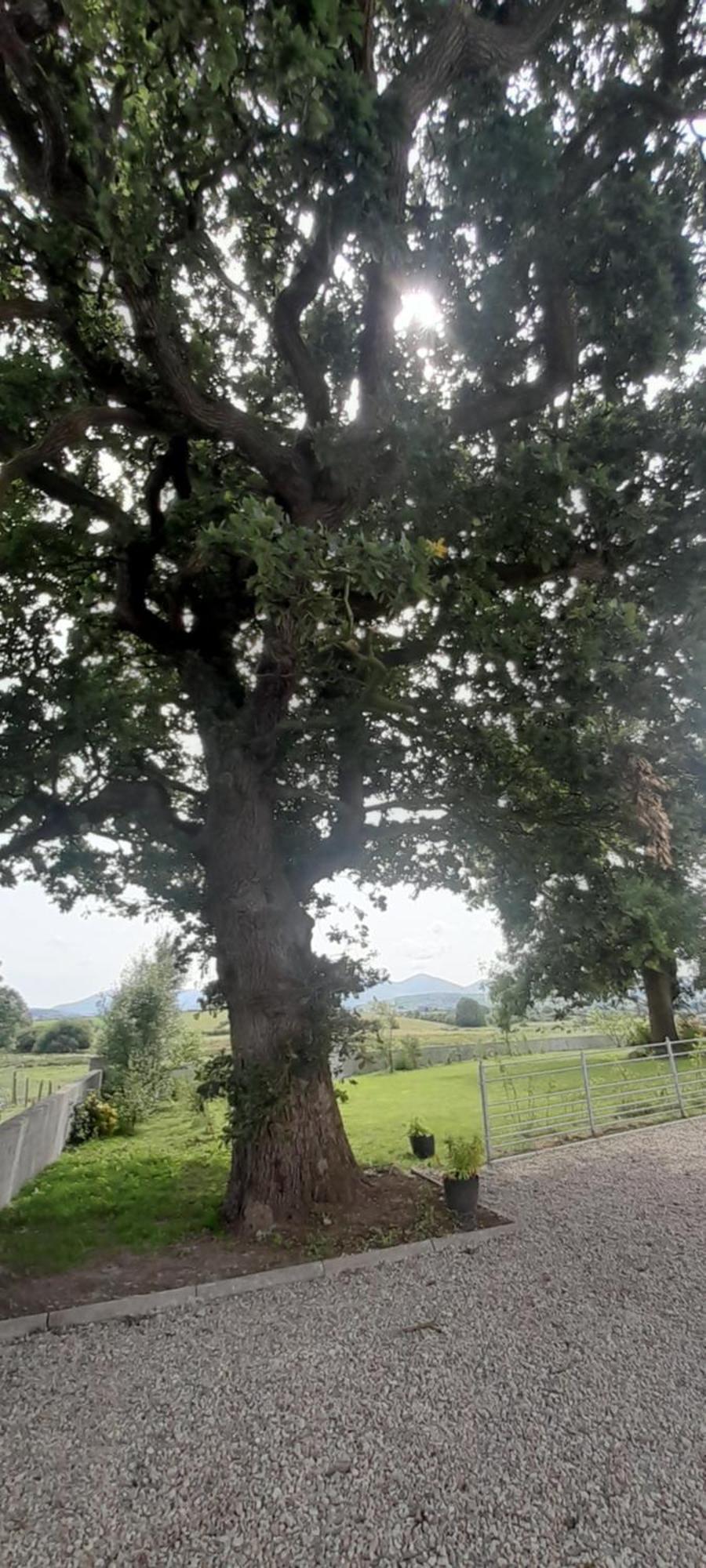 Villa Oaktree Manor Castlewellan Esterno foto